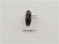 藏品(蜚蠊(1))的圖片